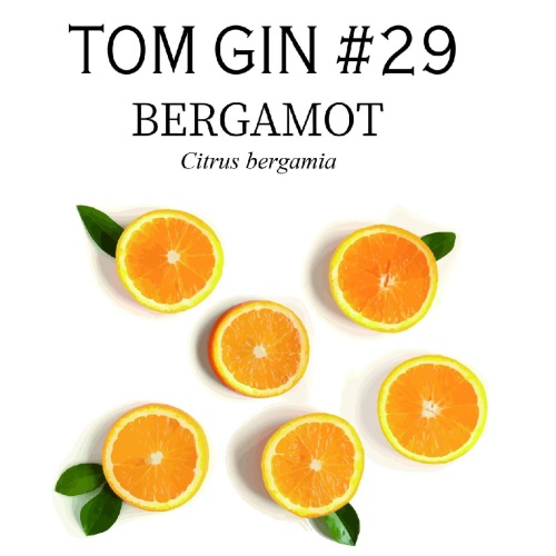 TOM GIN #29