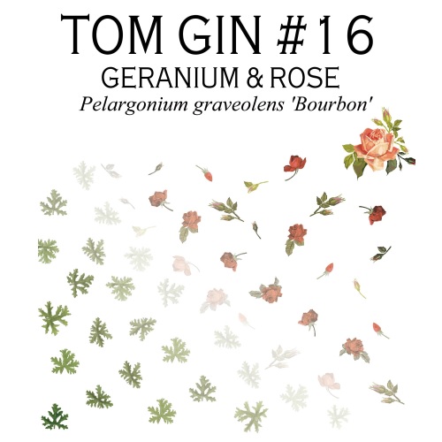 TOM GIN #16